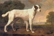 George Stubbs Dog Spain oil painting artist